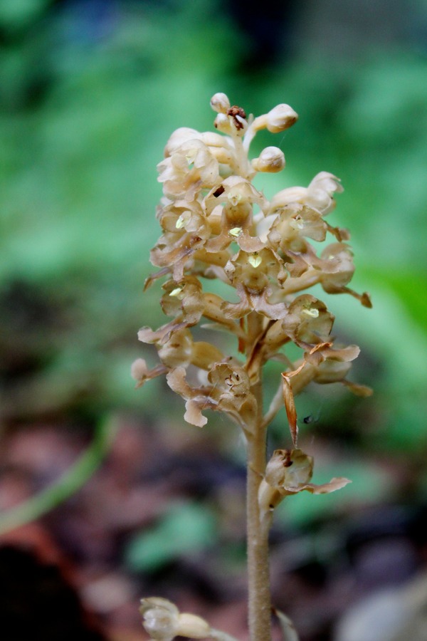 Bird's-nest orchid